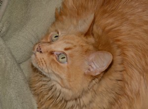 주황색 고양이 입과 코의 검은 반점은 무엇입니까?