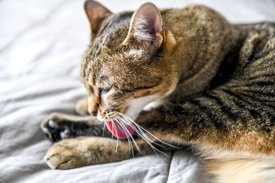 Raisons pour lesquelles les chats se toilettent trop et comment l arrêter 