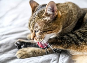 Причины чрезмерного вычесывания кошек и как с этим бороться