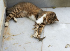 Insetos que são tóxicos para gatos (e aqueles que são seguros)