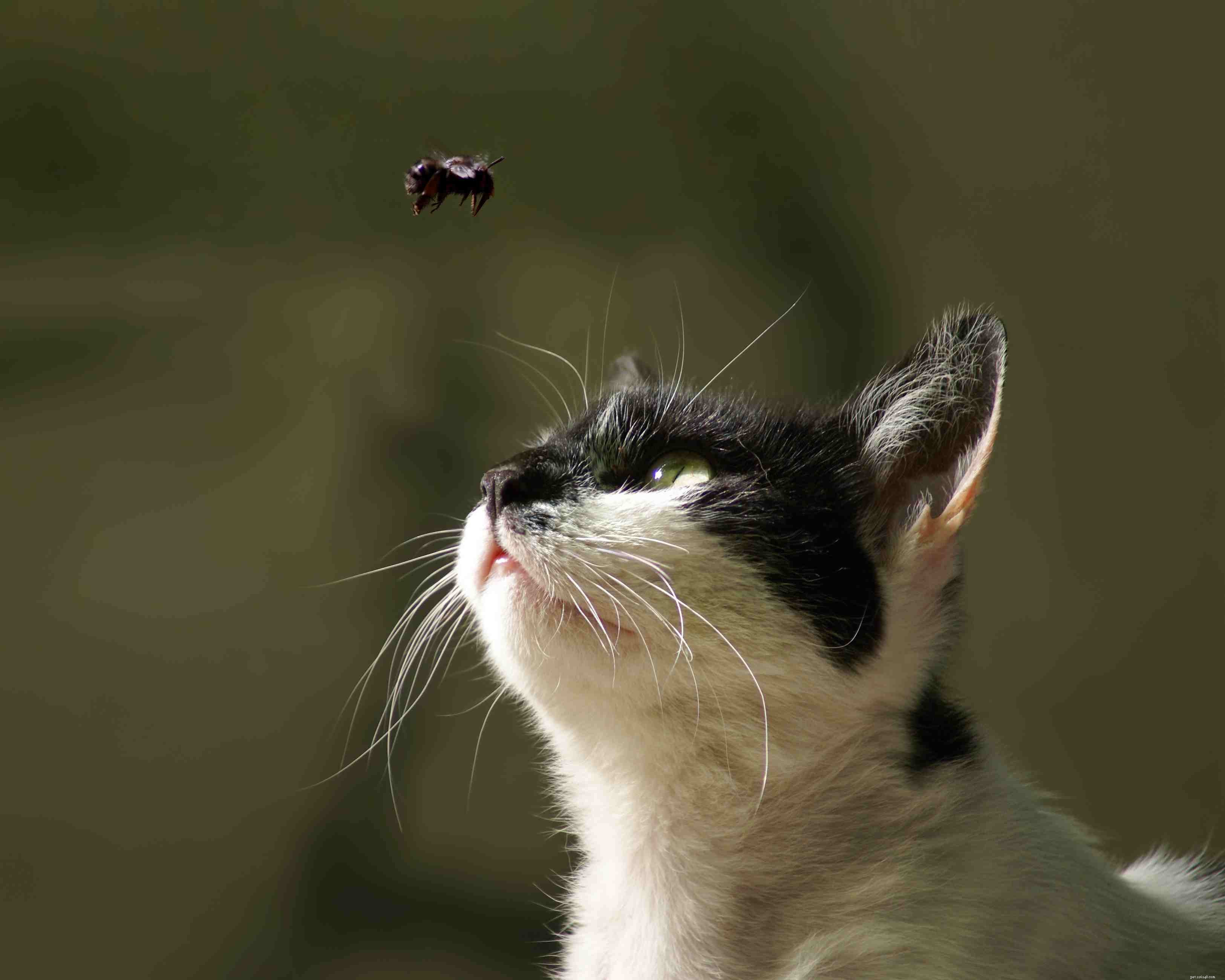 Insecten die giftig zijn voor katten (en voor katten die veilig zijn)