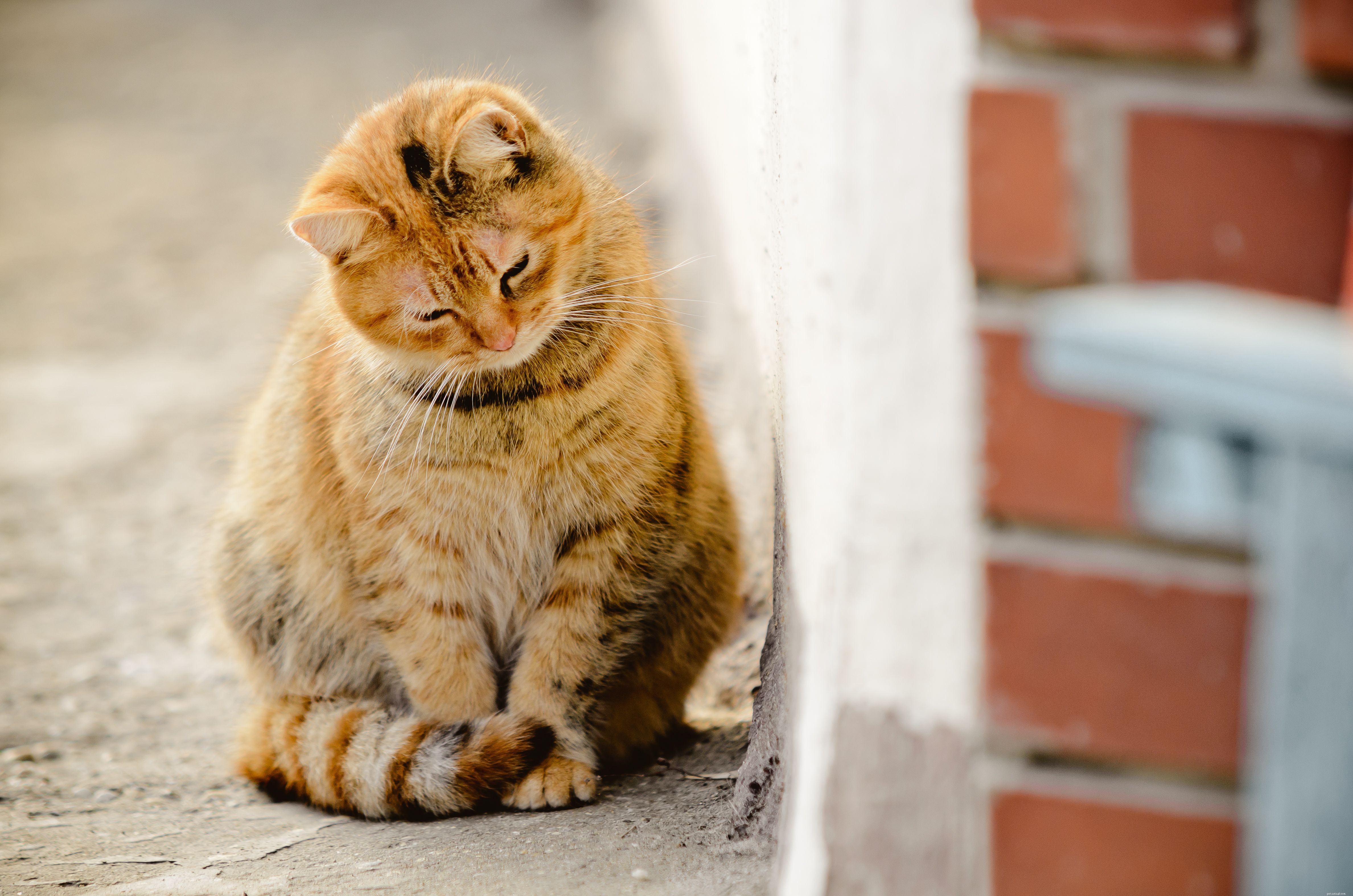 Insetti tossici per i gatti (e quelli che sono sicuri)