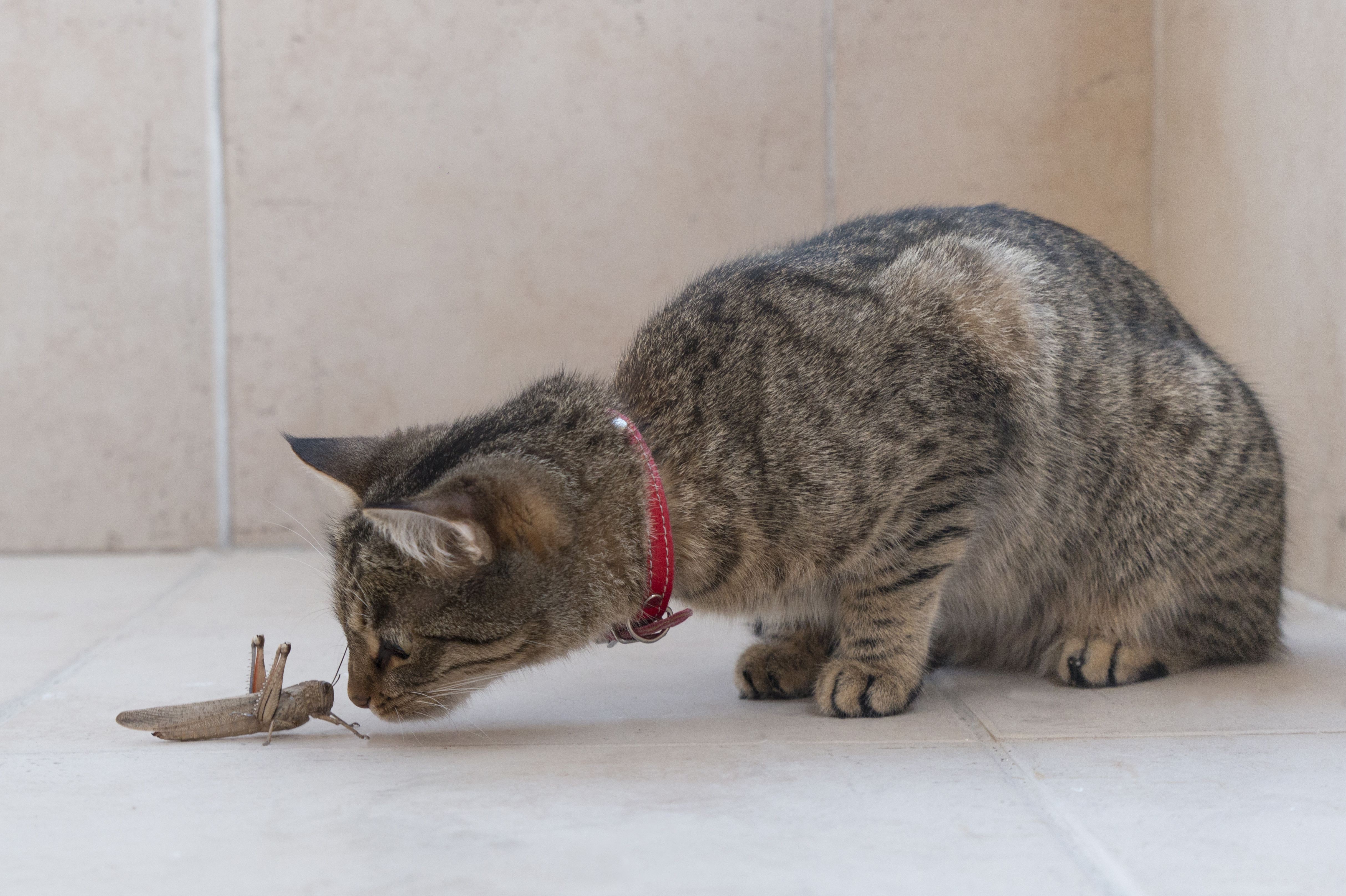 Hmyz, který je toxický pro kočky (a ten, který je bezpečný)