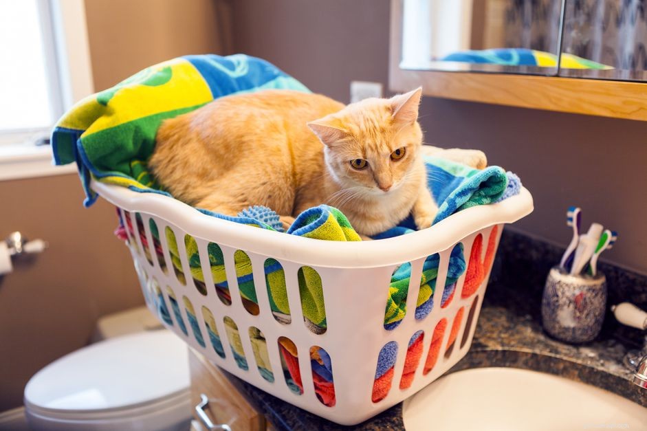 O que fazer se seu gato comeu um lençol para secar