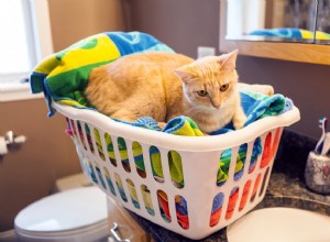 O que fazer se seu gato comeu um lençol para secar