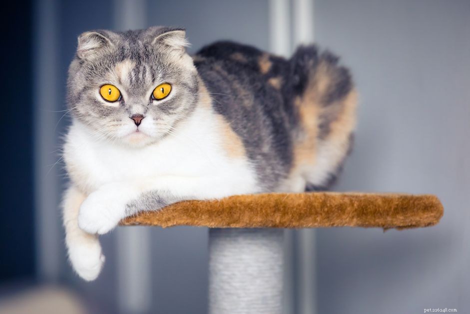 Cyproheptadine pour chats