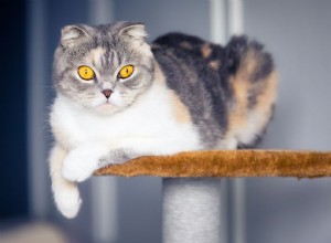 Cyproheptadine for Cats