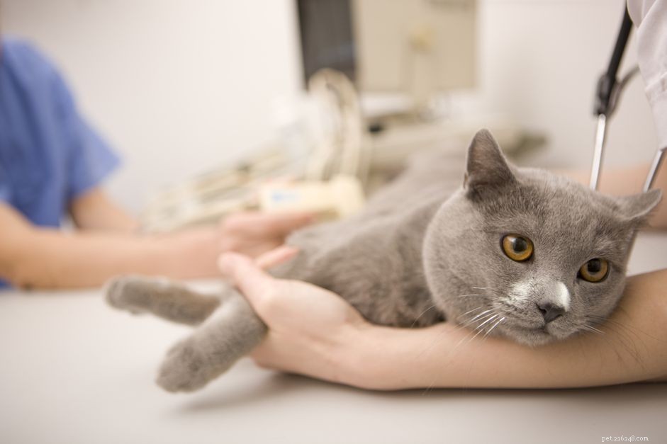 Dovresti sterilizzare un gatto in calore?