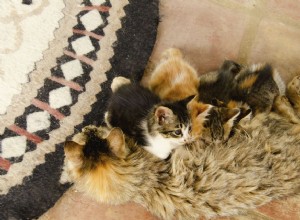 Как скоро у кошки может начаться течка после родов?