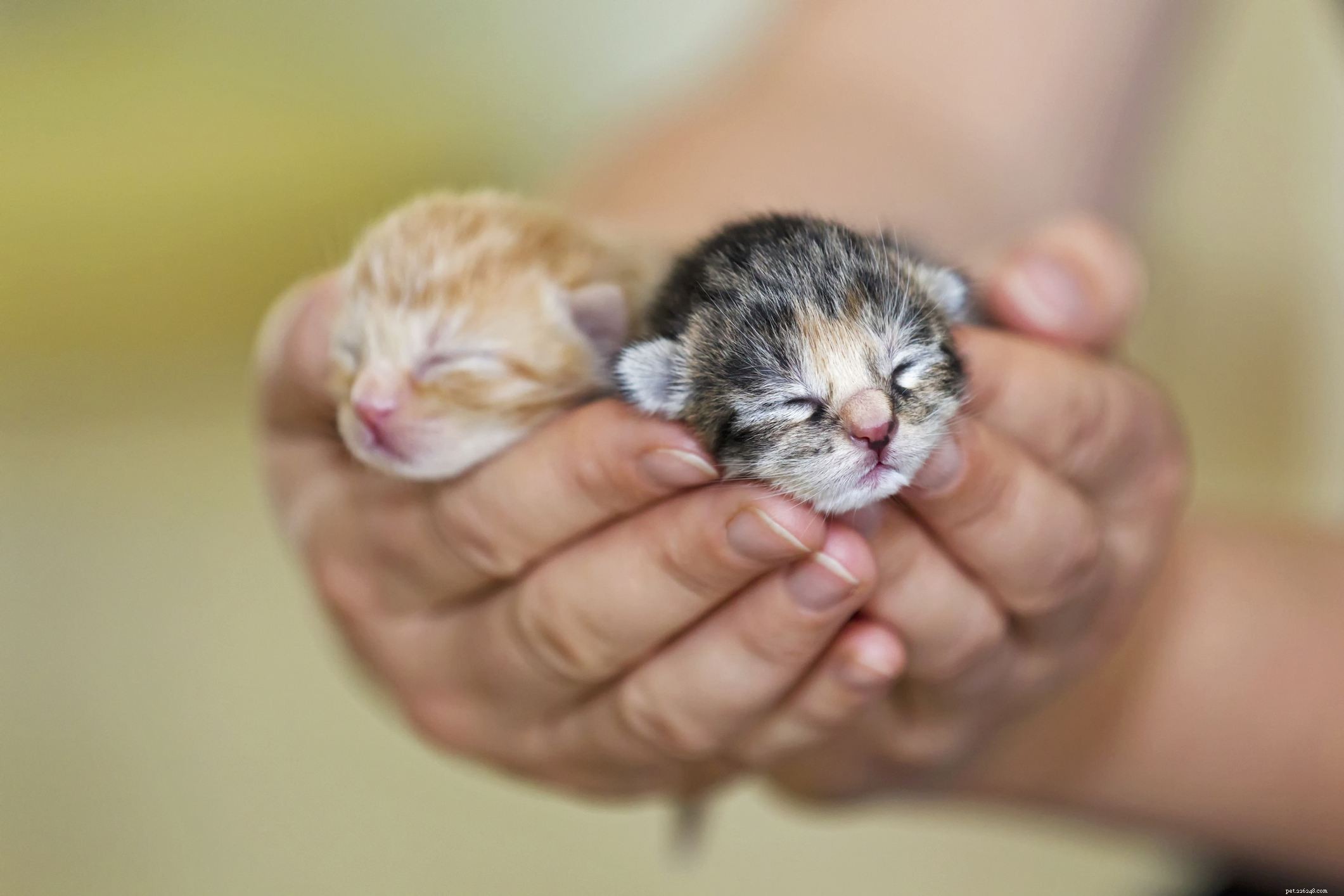 Kittenontwikkeling in de eerste zes weken van het leven