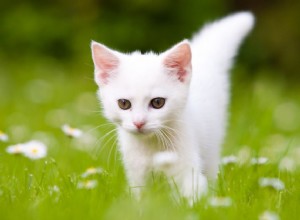 Développement du chaton au cours des six premières semaines de vie