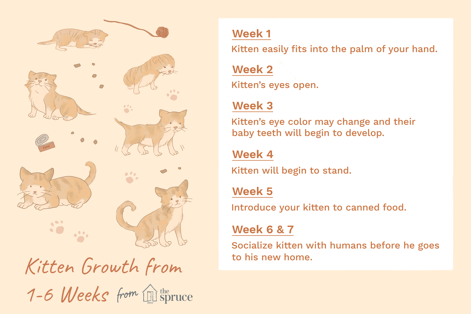 Kittenontwikkeling in de eerste zes weken van het leven