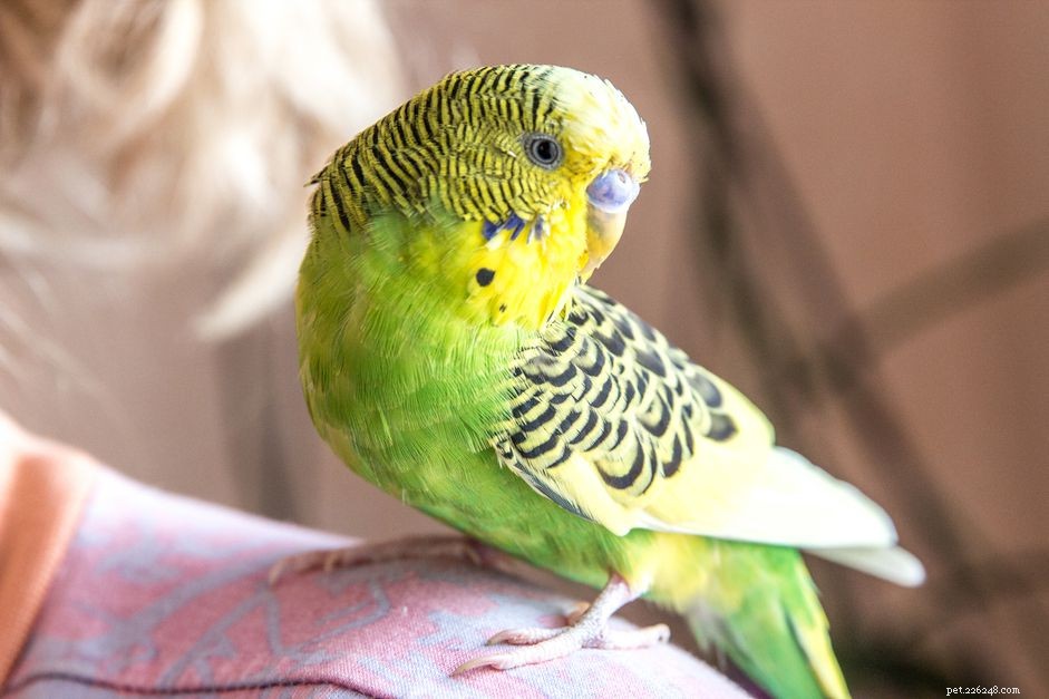 Bezpečnostní tipy pro manipulaci s papoušky
