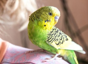 Suggerimenti per la sicurezza per la gestione dei pappagalli