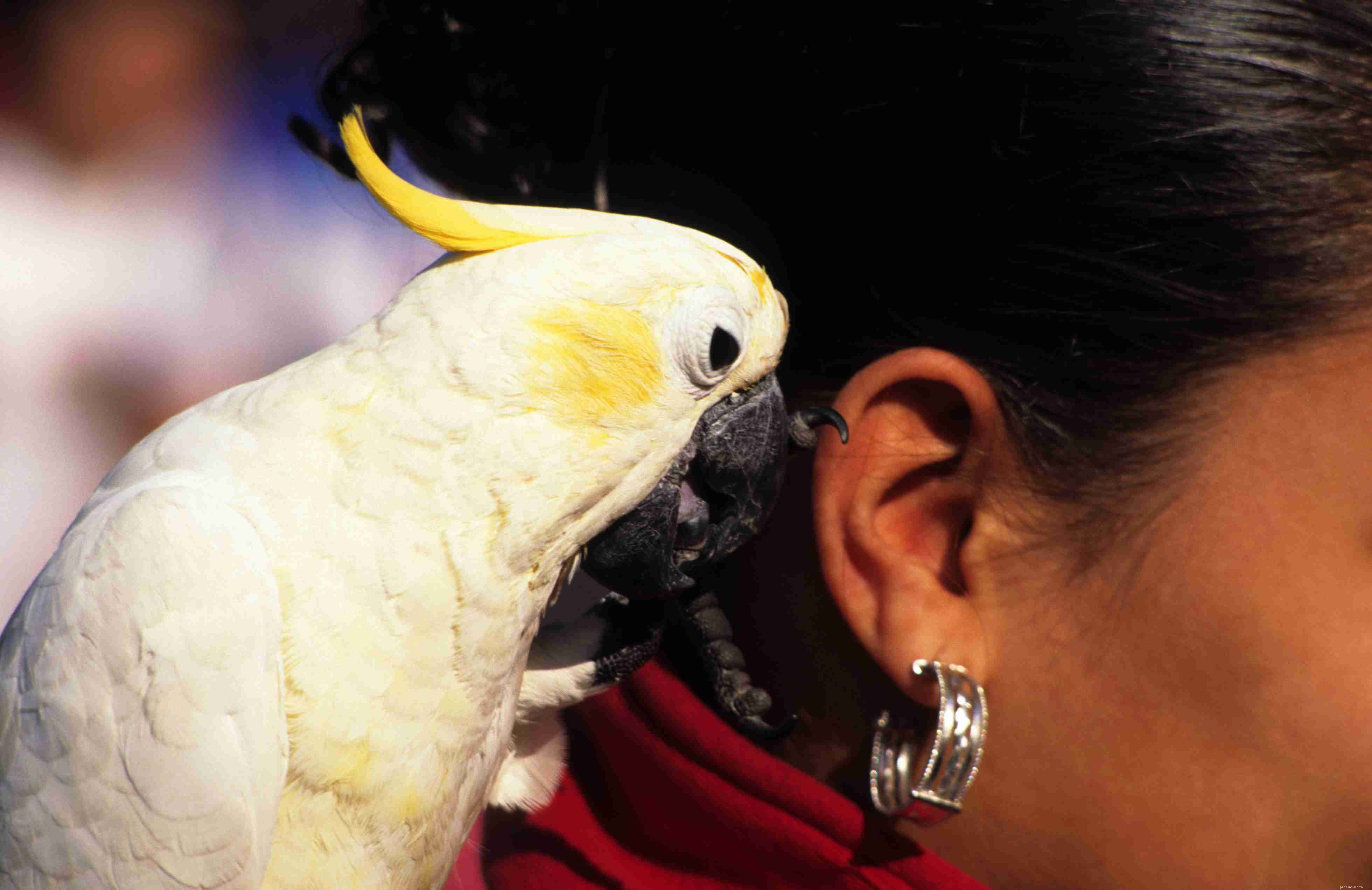 Säkerhetstips för hantering av papegojor