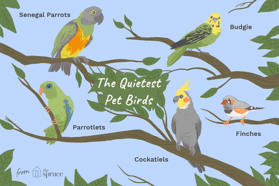 8 meilleures espèces d oiseaux de compagnie silencieux