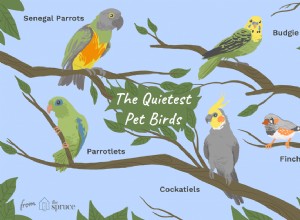 8 meest stille huisdiervogelsoorten