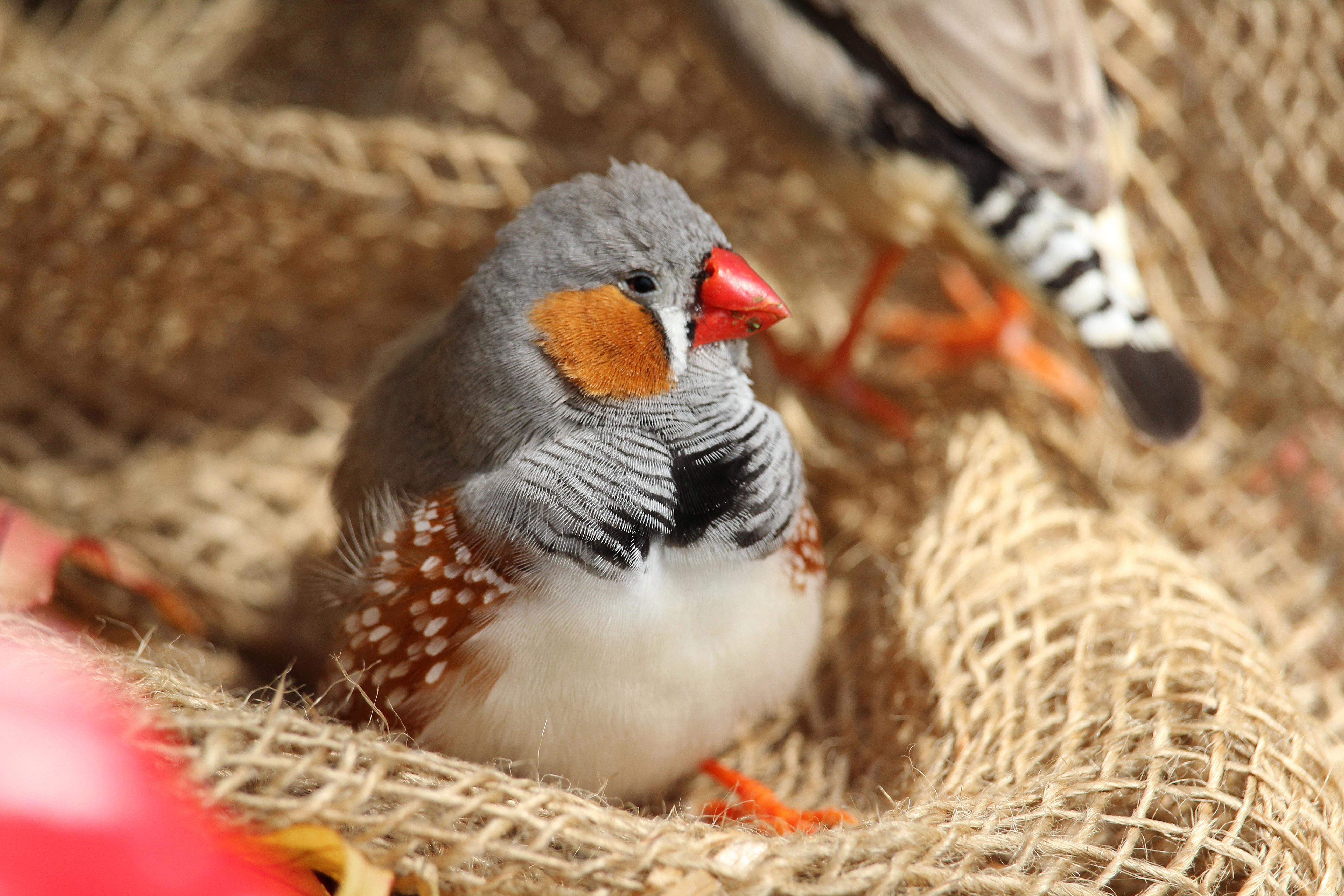 8 principais espécies de aves de estimação silenciosas