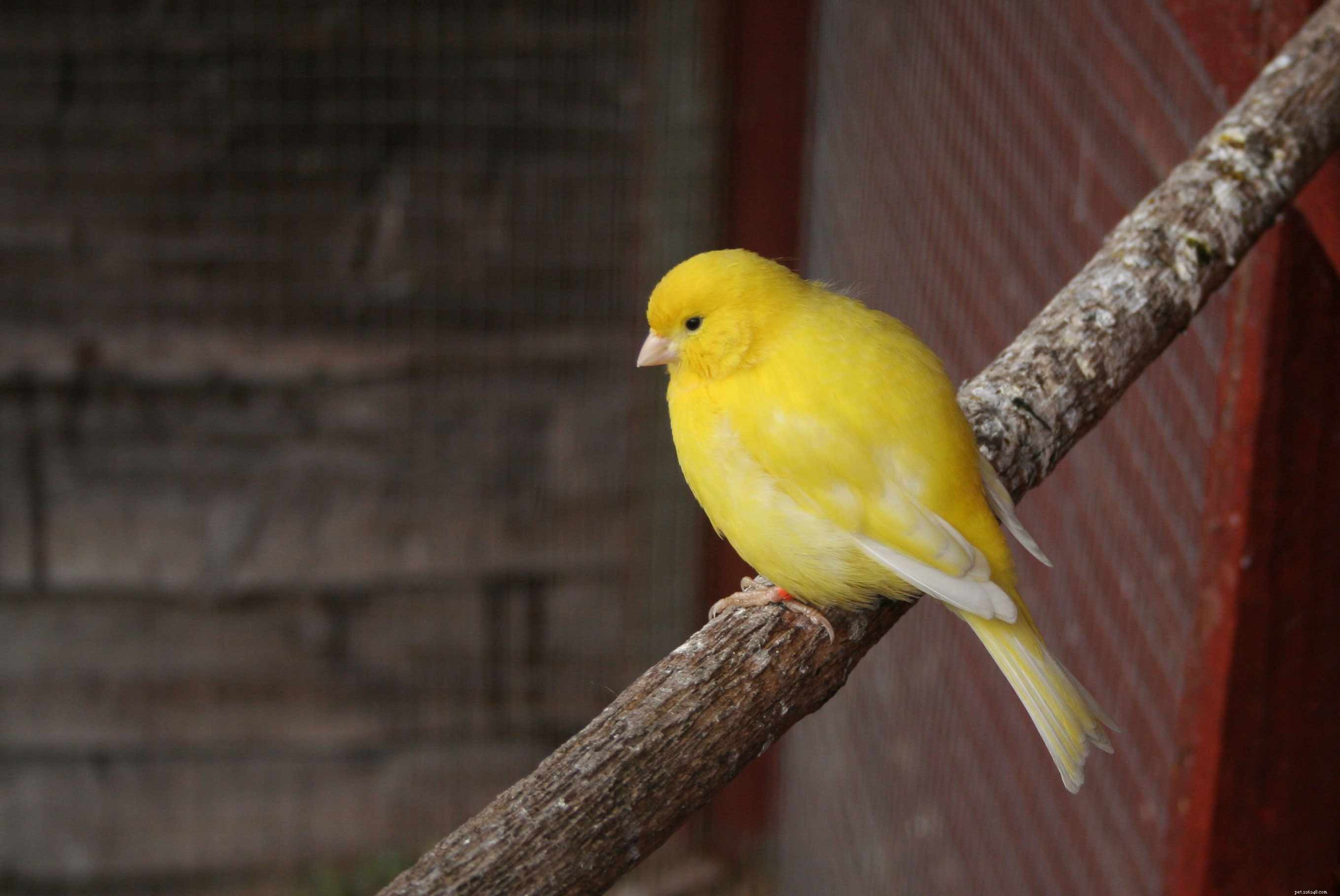 8 bästa tysta fågelarter för husdjur