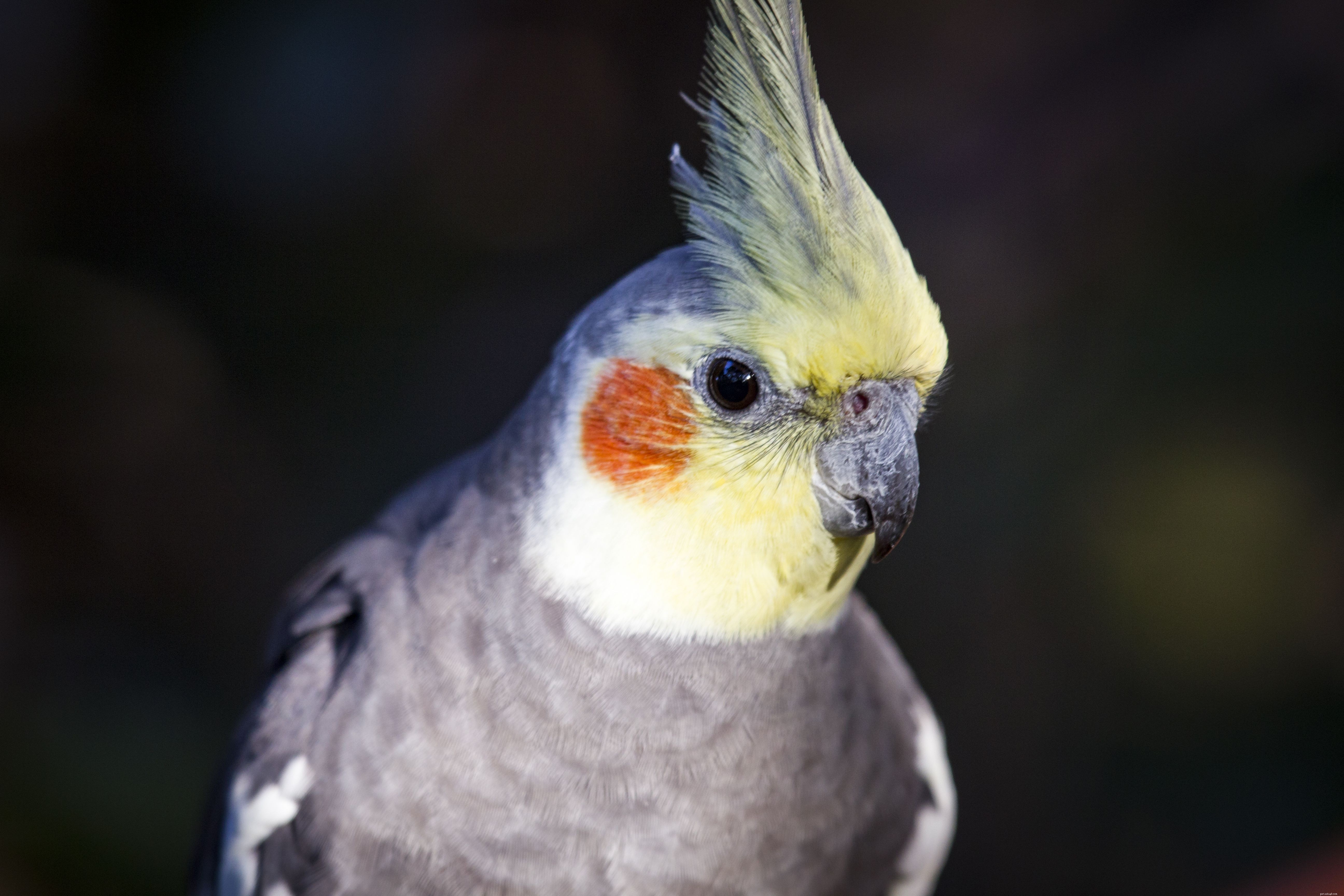 8 meest stille huisdiervogelsoorten