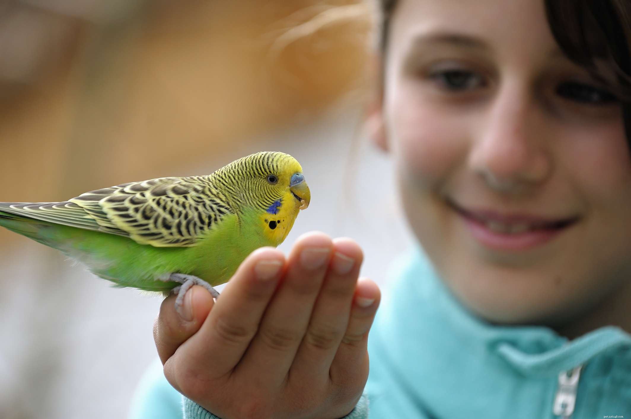 Estes 7 pássaros são os melhores animais de estimação para crianças
