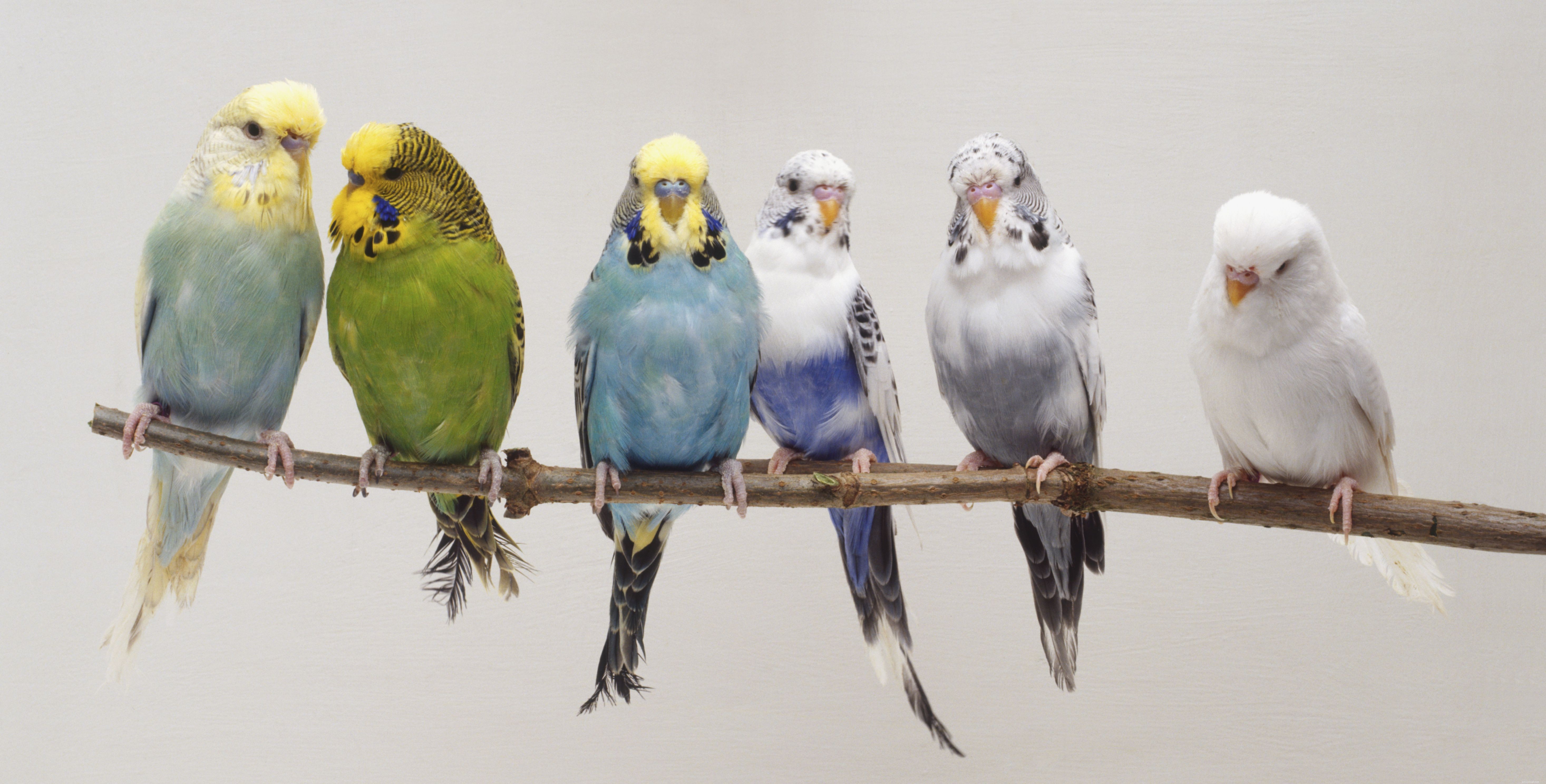 8 mest populära sällskapsfåglar som husdjur