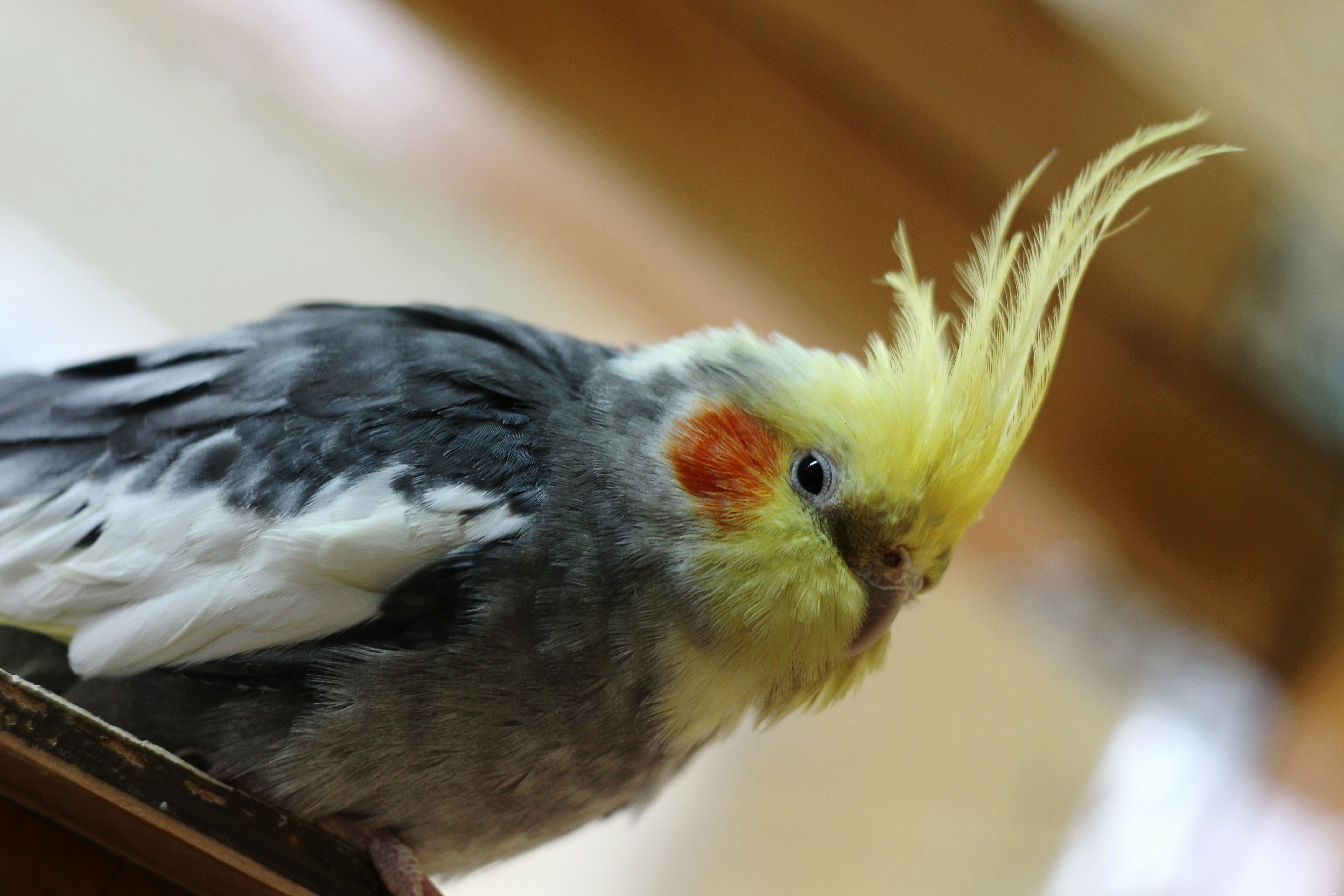 ペットとして最も人気のある8羽のコンパニオンバード 