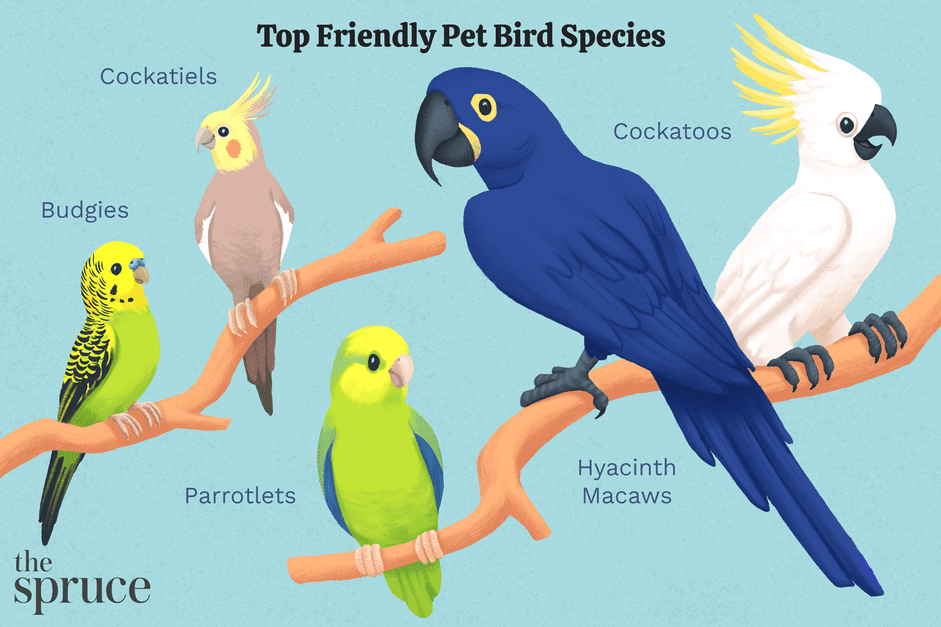 8つのトップフレンドリーなペットの鳥の種 