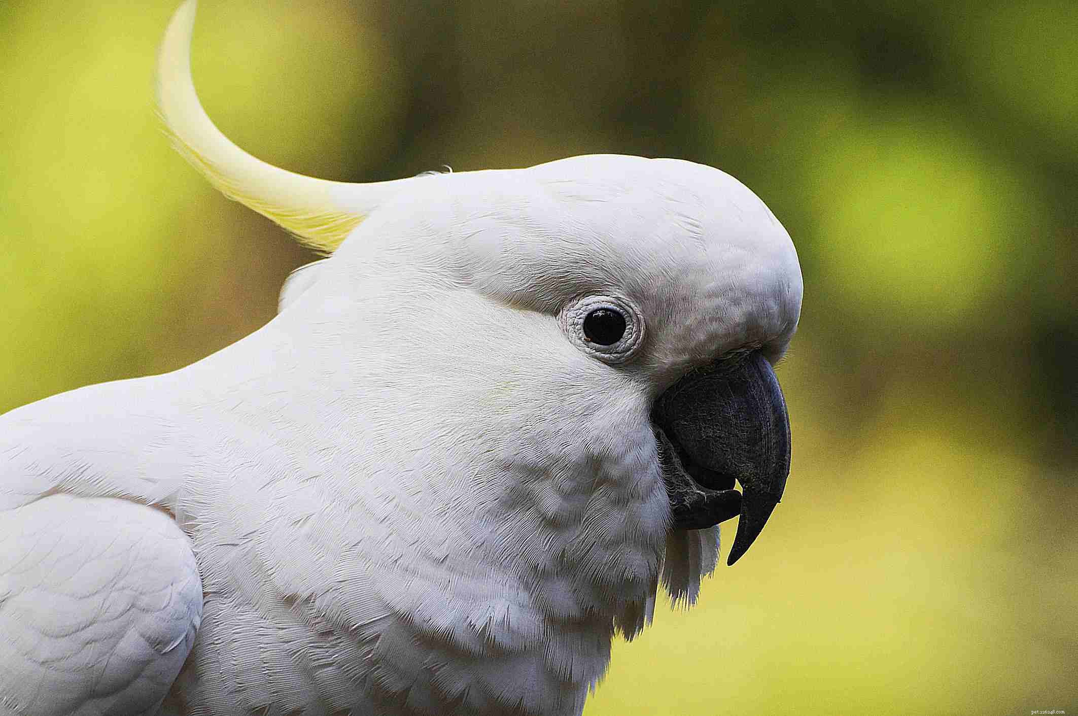 8 nejpřátelštějších druhů ptáků v zájmovém chovu