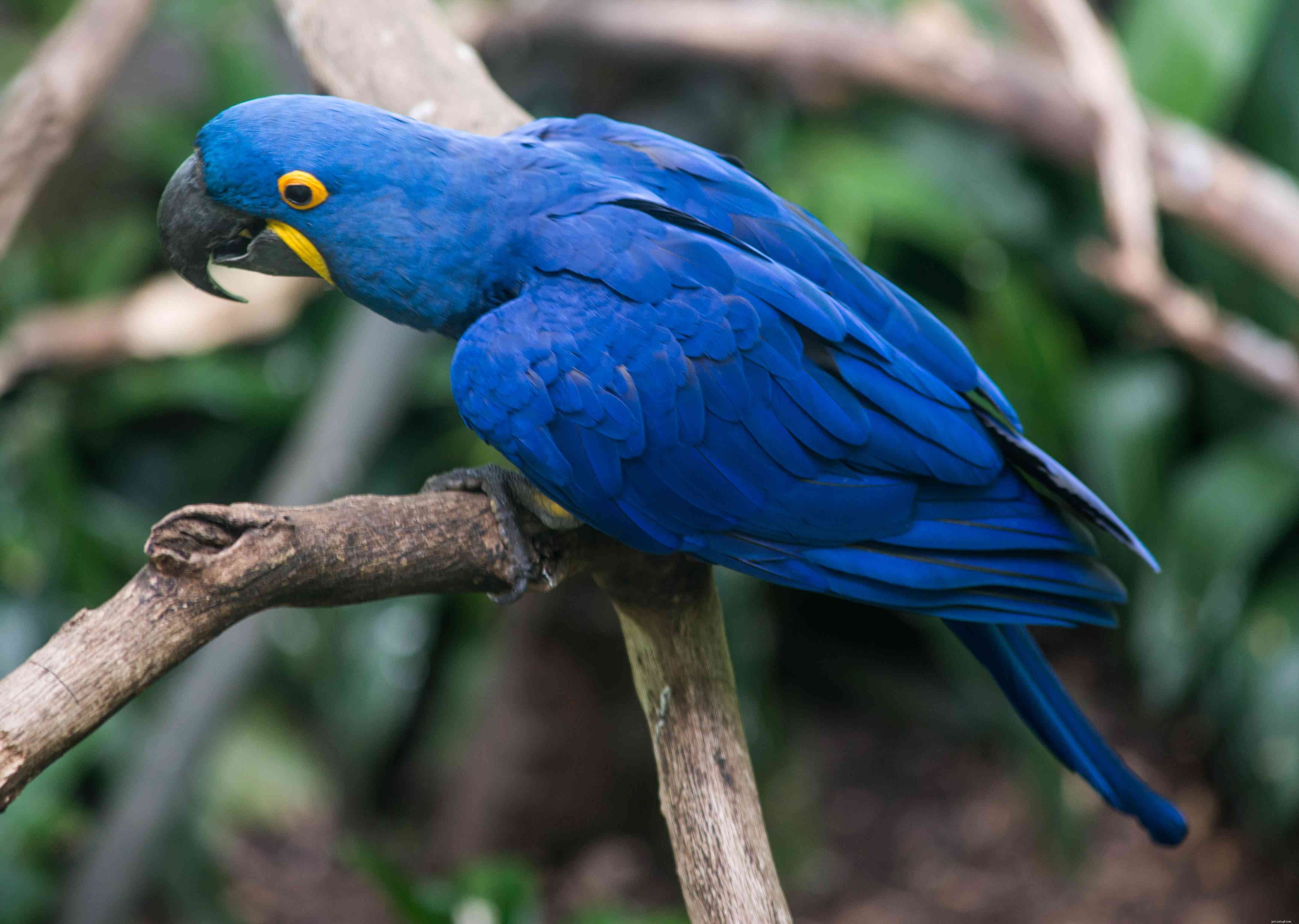 8 specie di uccelli da compagnia più amichevoli