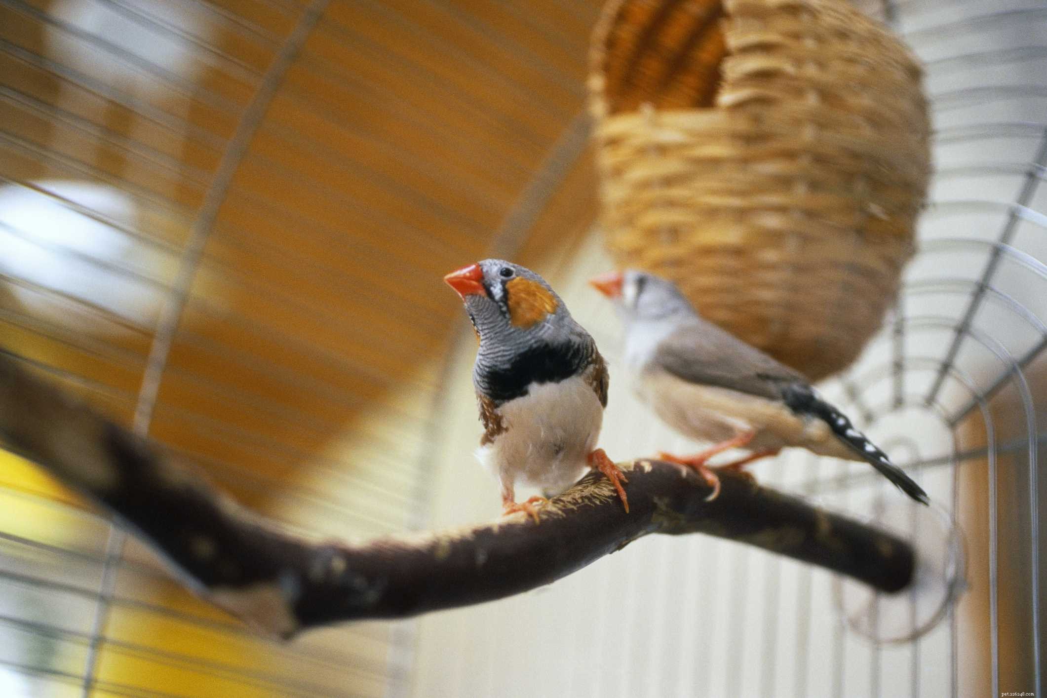 8 nejlepších jemných druhů ptáků v zájmovém chovu