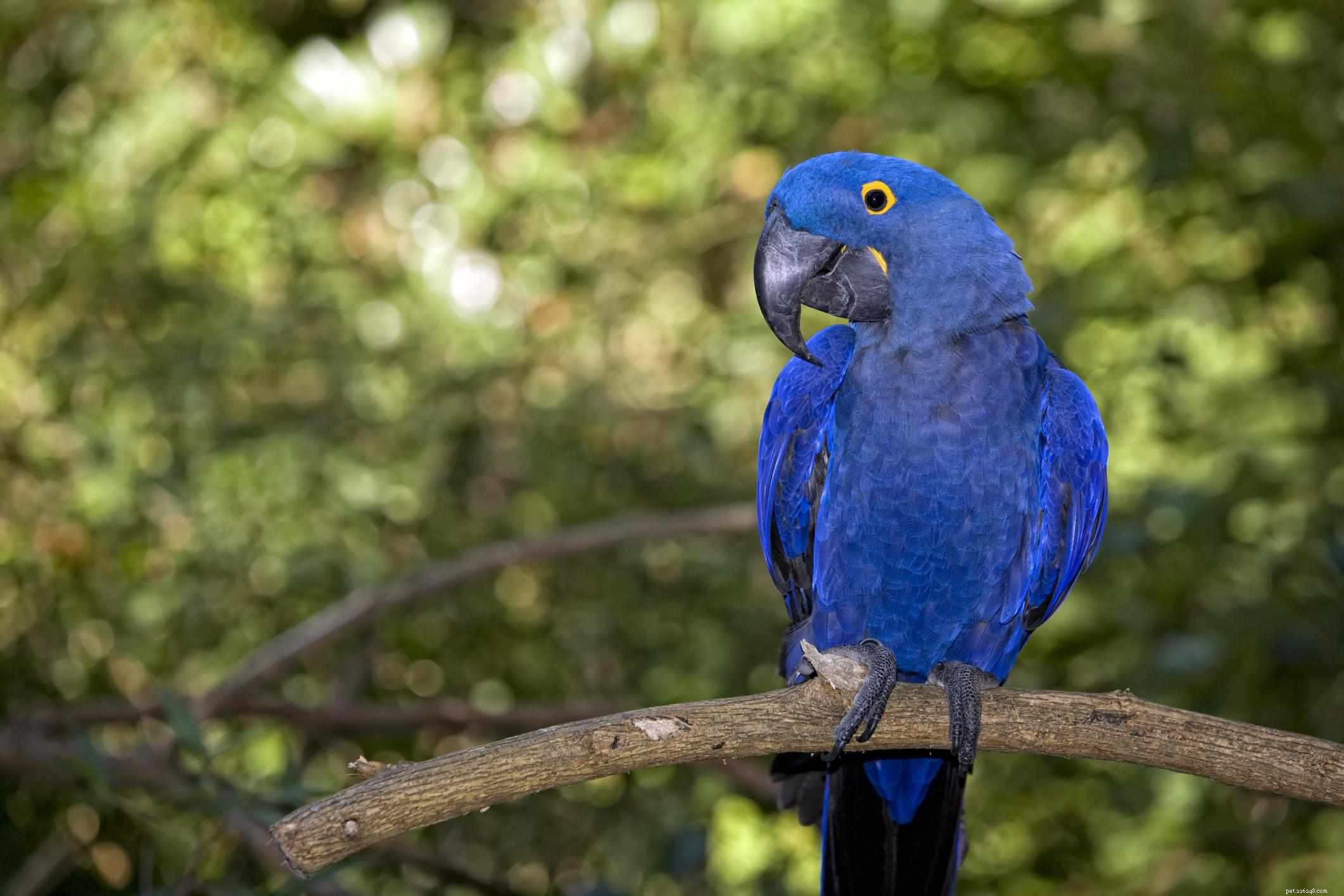 8 beste zachte vogelsoorten voor huisdieren