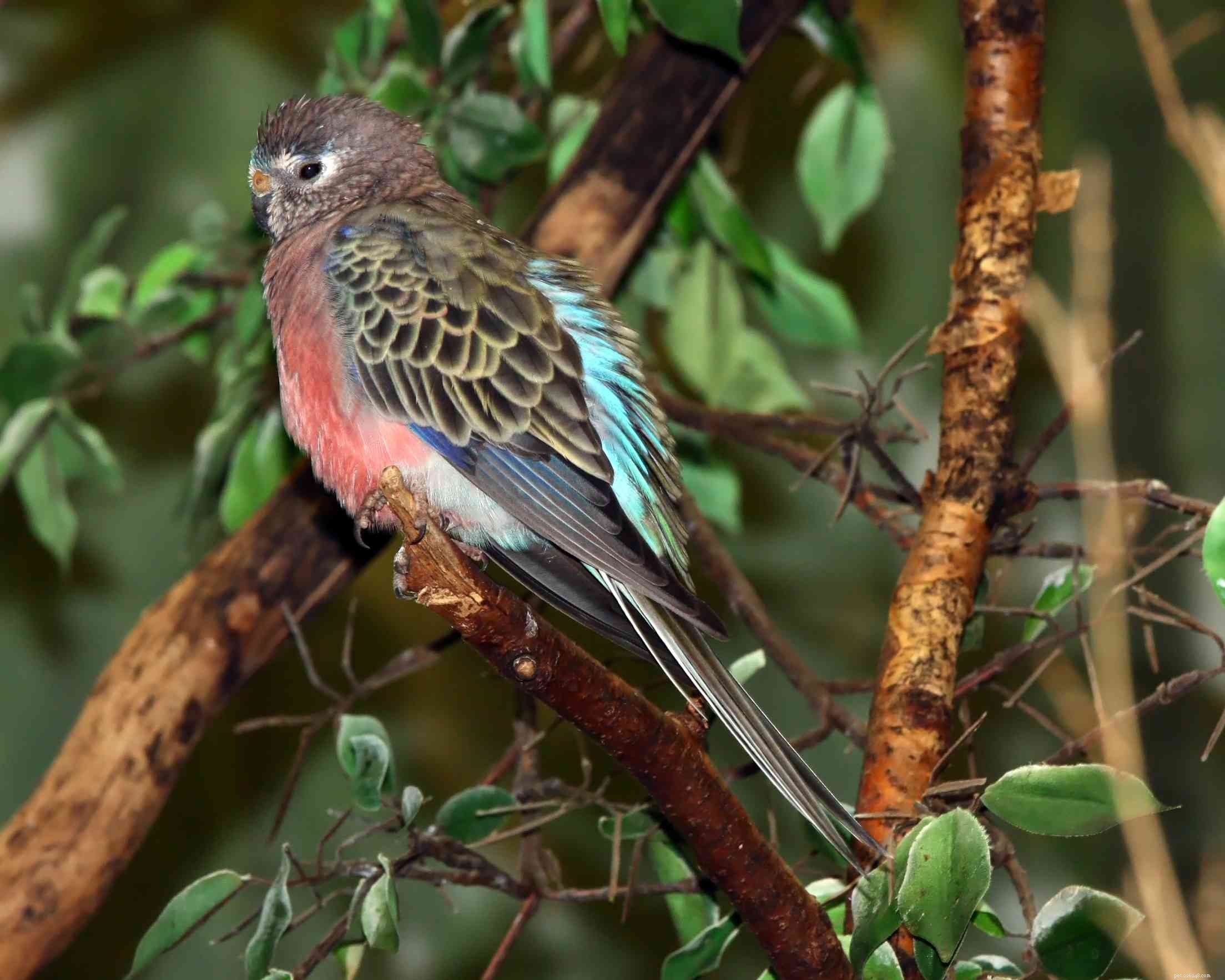 8 meilleures espèces d oiseaux de compagnie doux