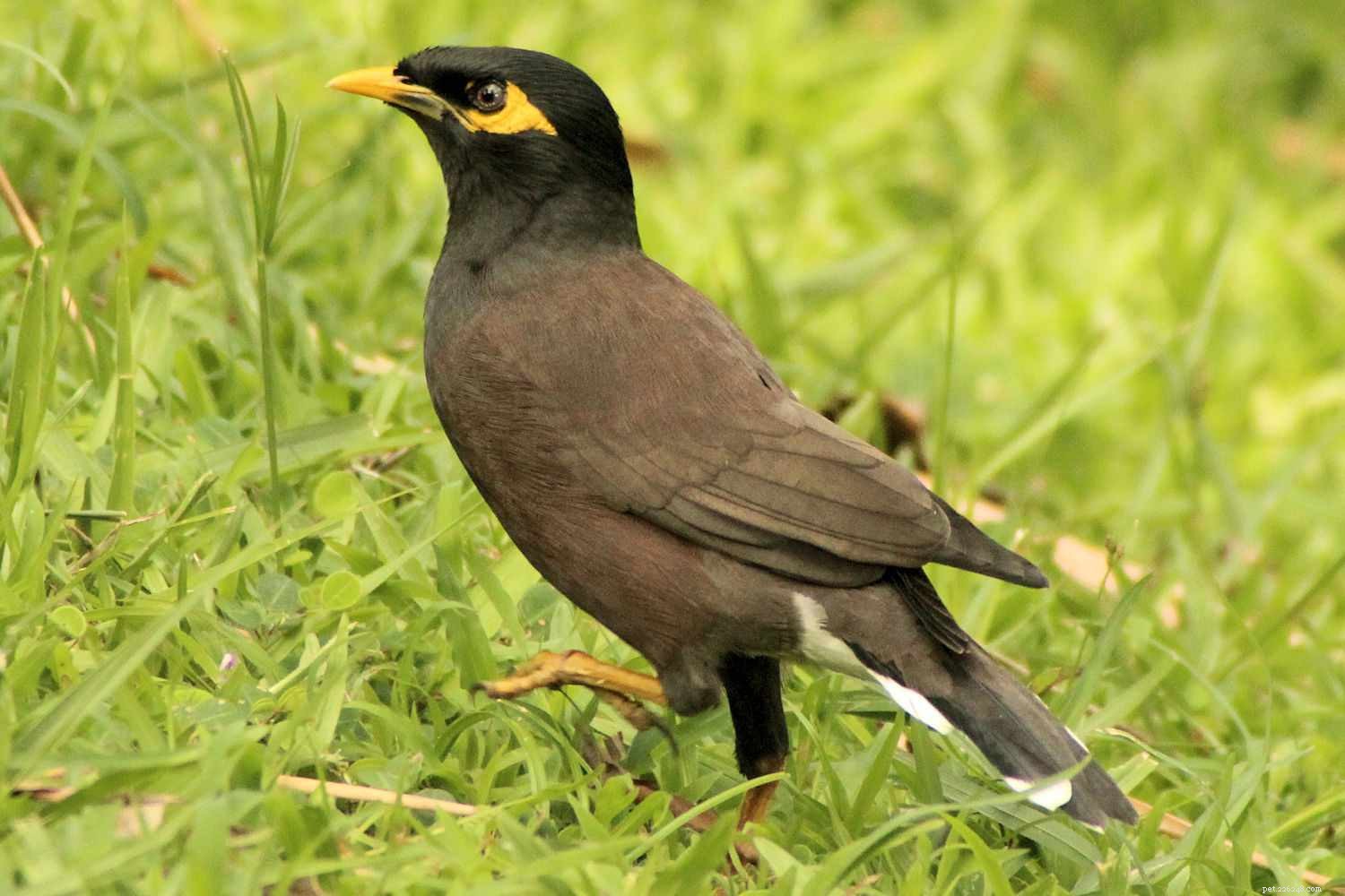 8 melhores espécies de aves de estimação treináveis