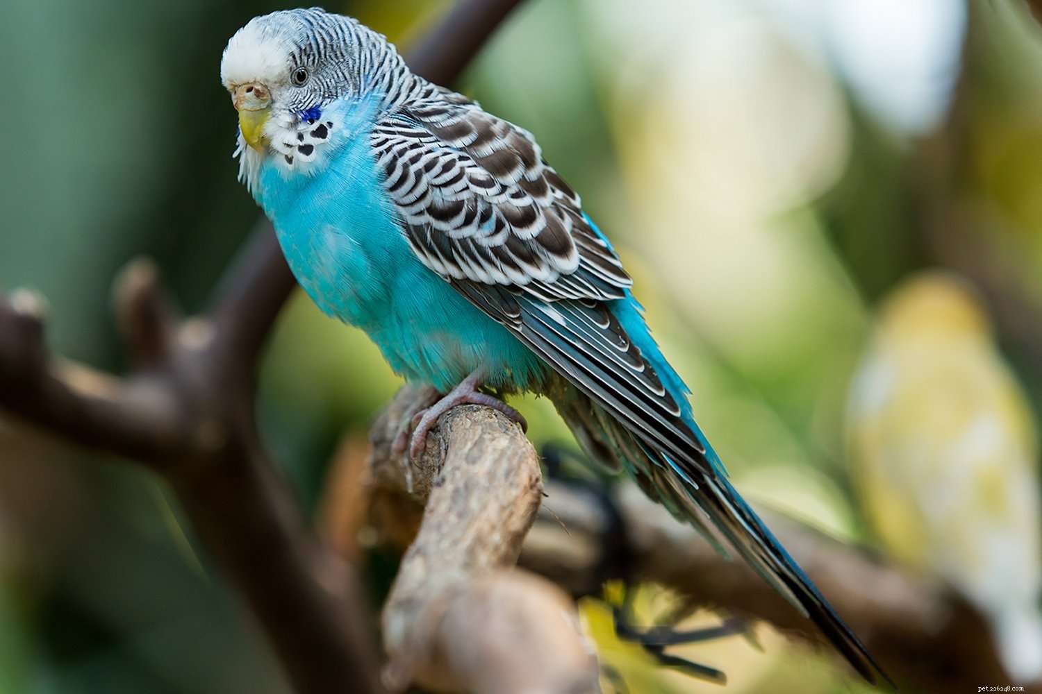 8 melhores espécies de aves de estimação treináveis