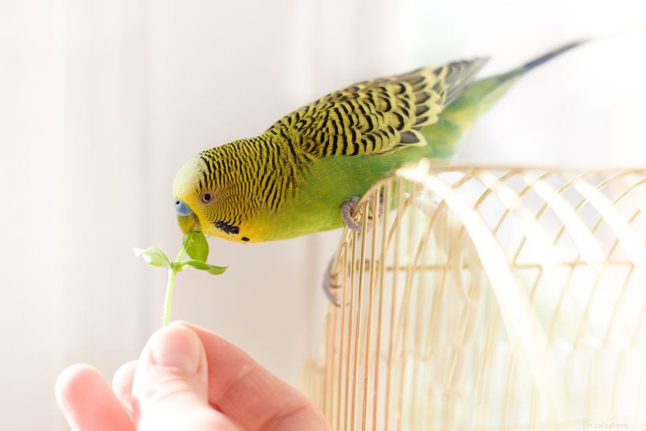 あなたはあなたの子供にペットの鳥を買うべきですか？ 