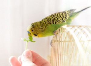 Você deve comprar um pássaro de estimação para seu filho?