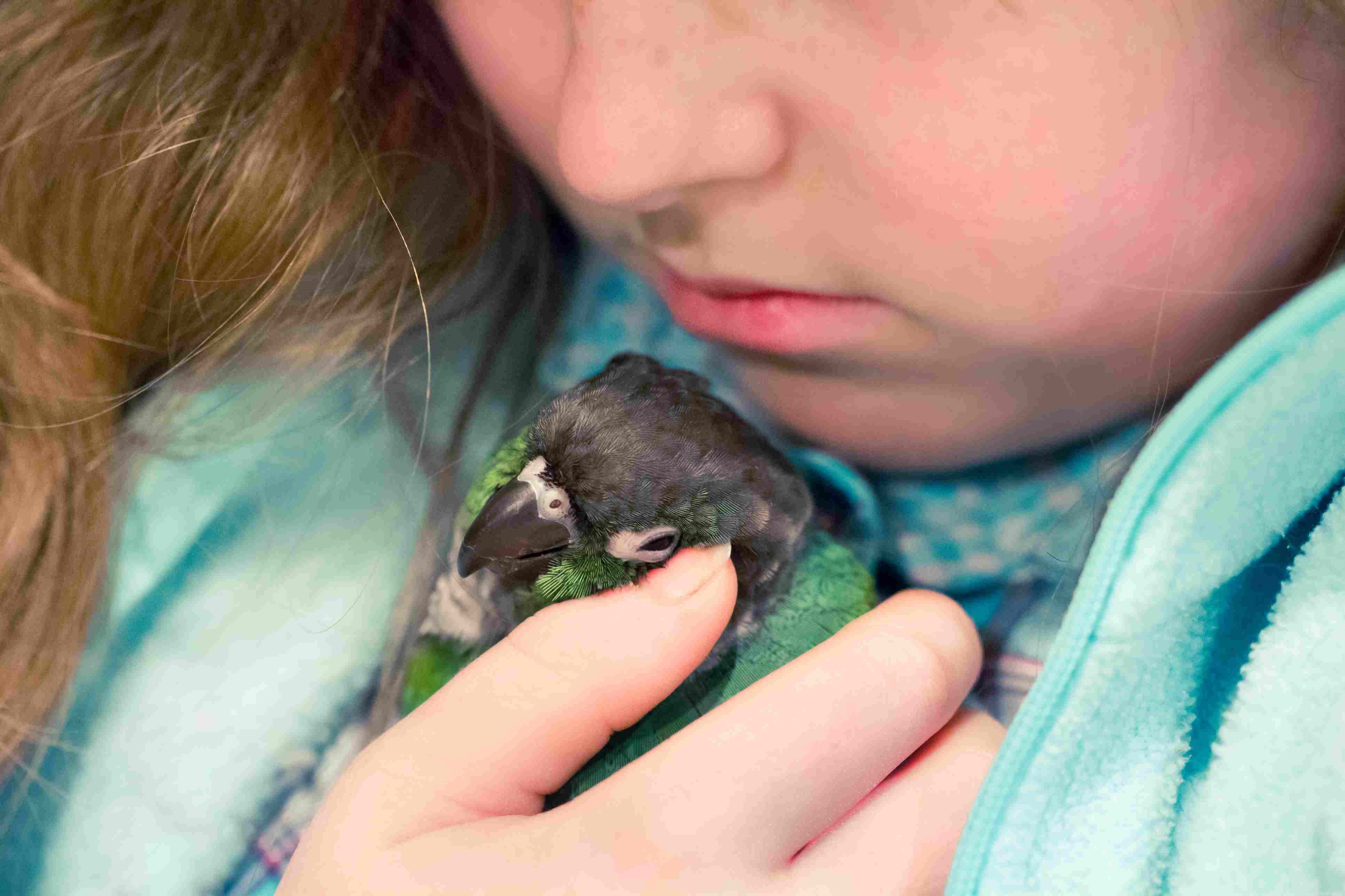 Você deve comprar um pássaro de estimação para seu filho?