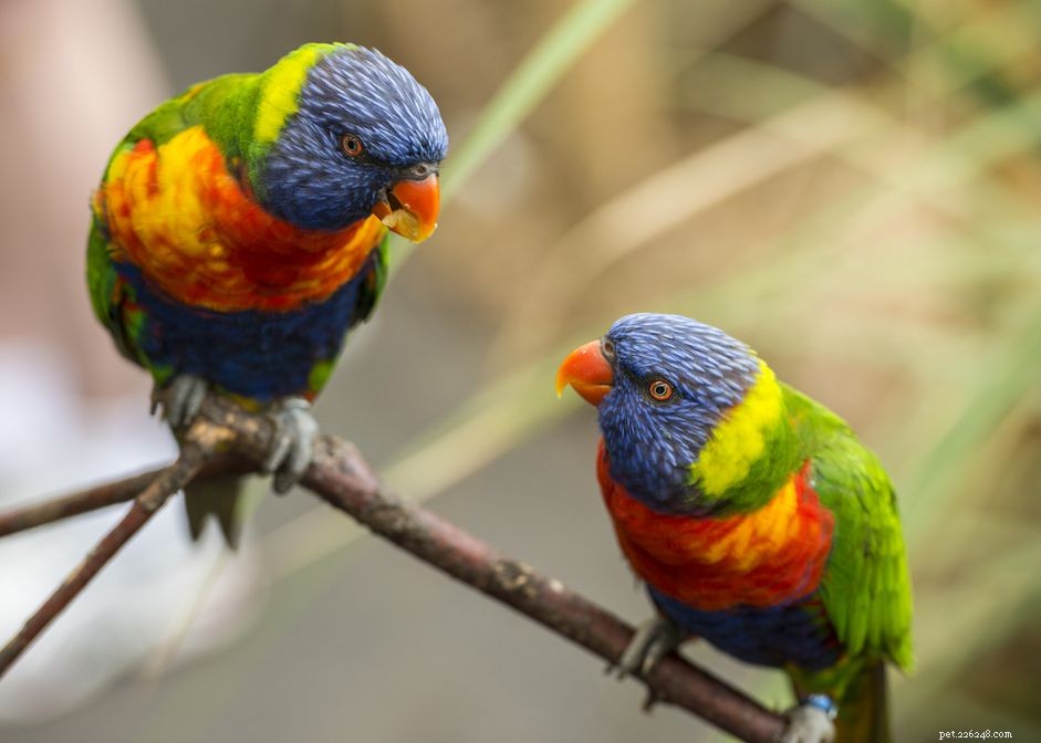 8 principais aves de estimação coloridas