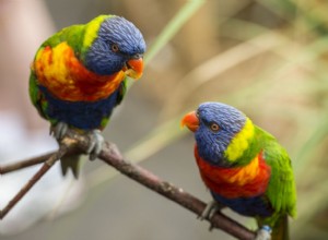 8 uccelli da compagnia dai colori vivaci