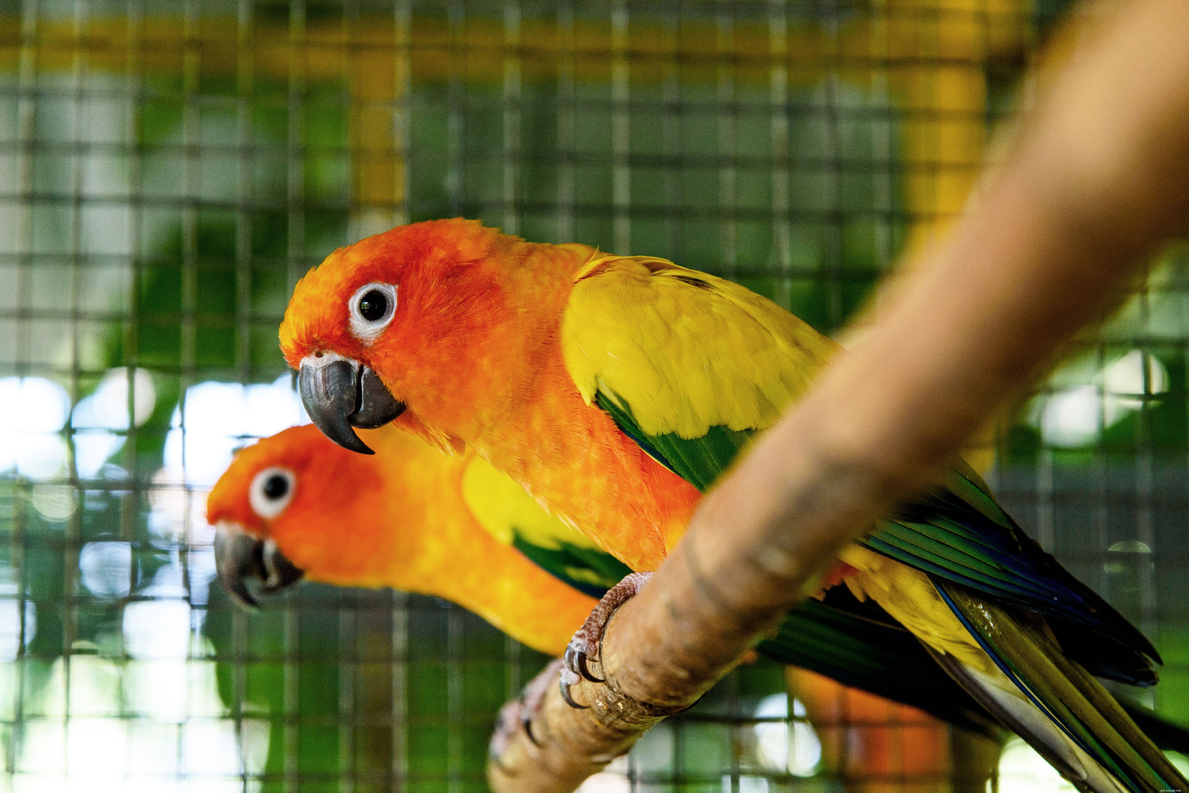 8 meilleurs oiseaux de compagnie aux couleurs vives