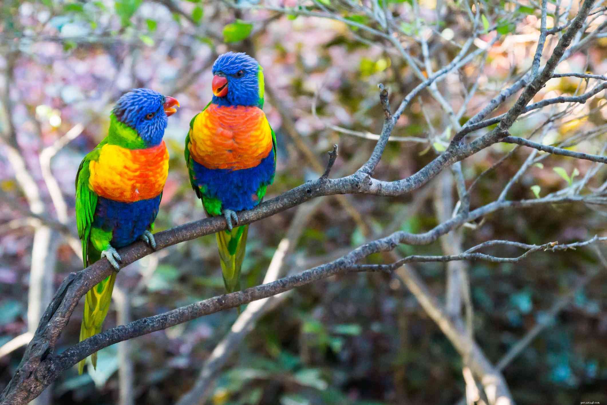8つの明るい色のペットの鳥 