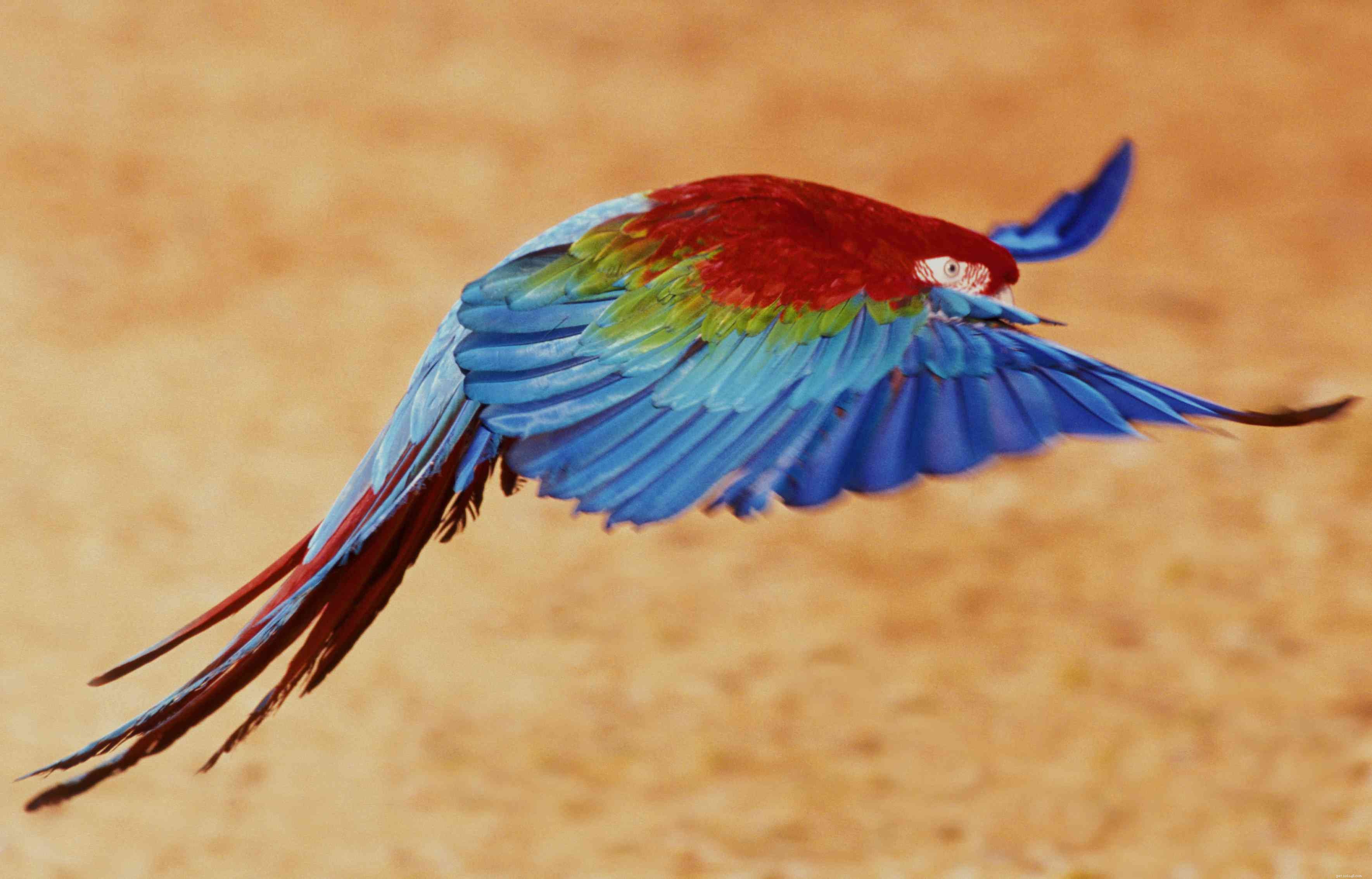 8つの明るい色のペットの鳥 