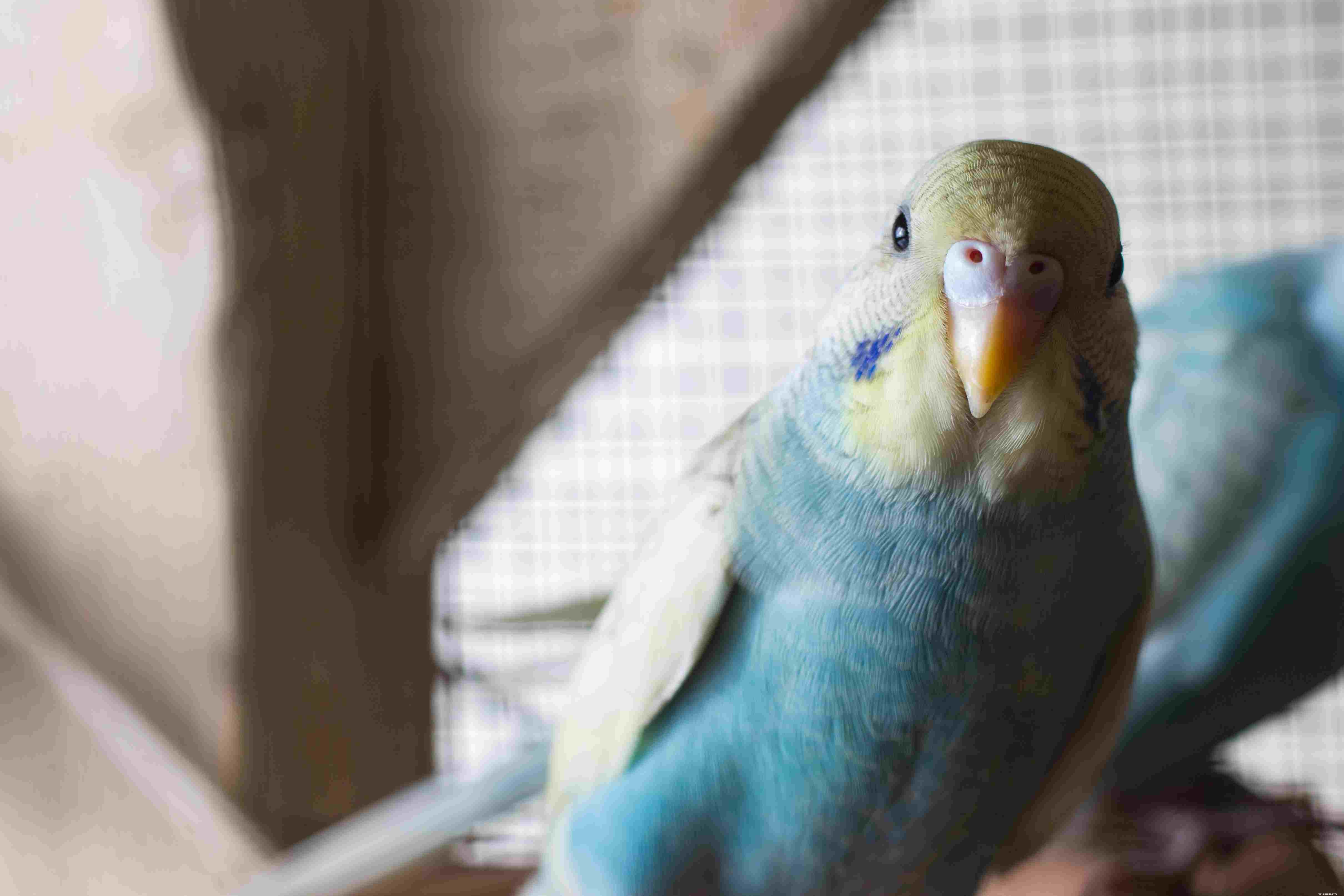 7 причин, по которым птицы становятся отличными компаньонами для правильного дома