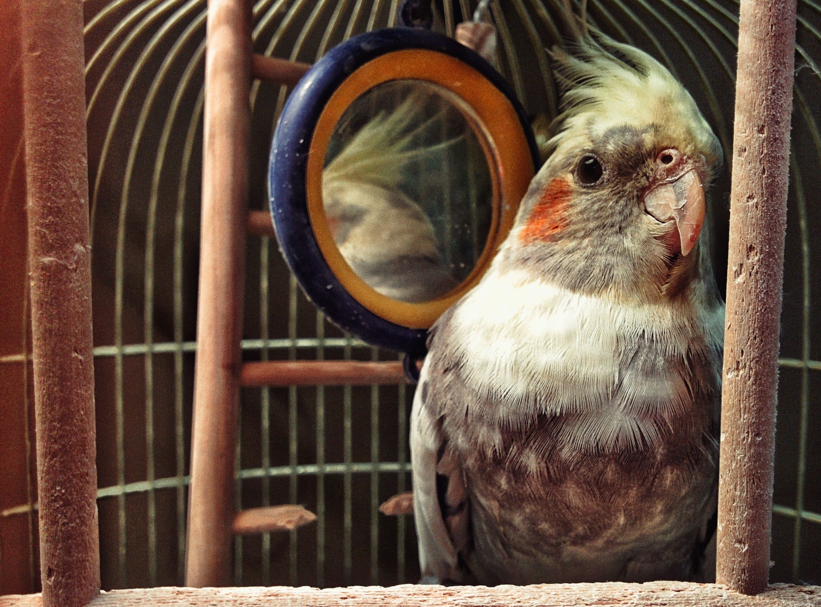7 причин, по которым птицы становятся отличными компаньонами для правильного дома
