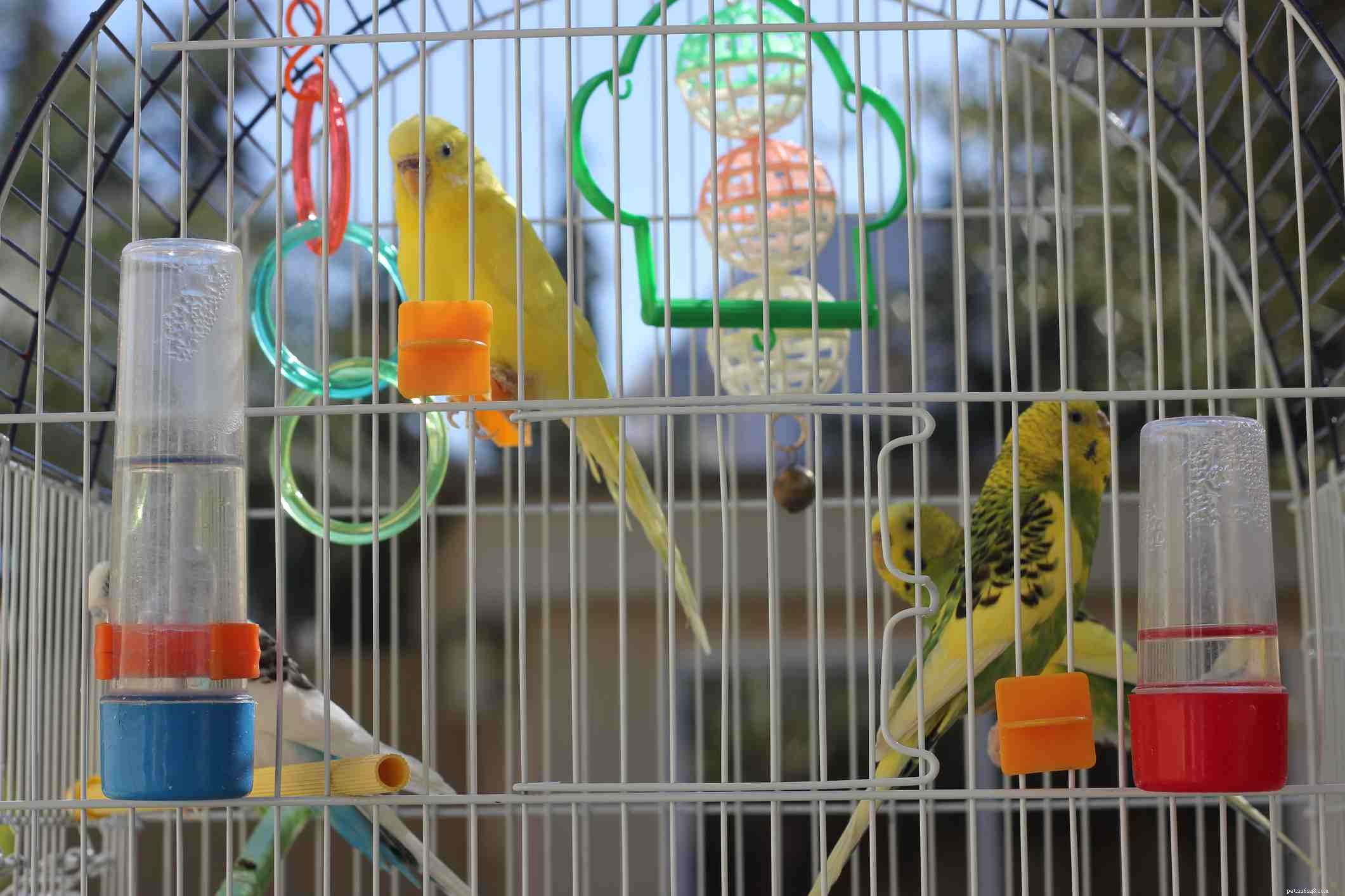 鳥が正しい家のために素晴らしい仲間を作る7つの理由 