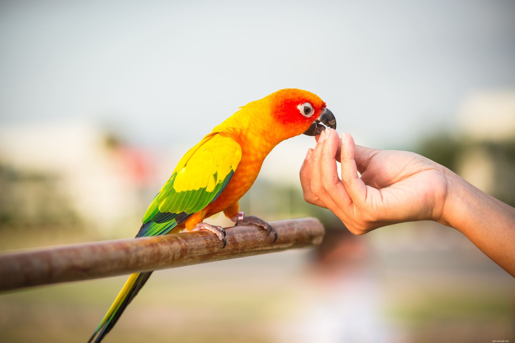 7 razões pelas quais os pássaros são ótimos companheiros para a casa certa