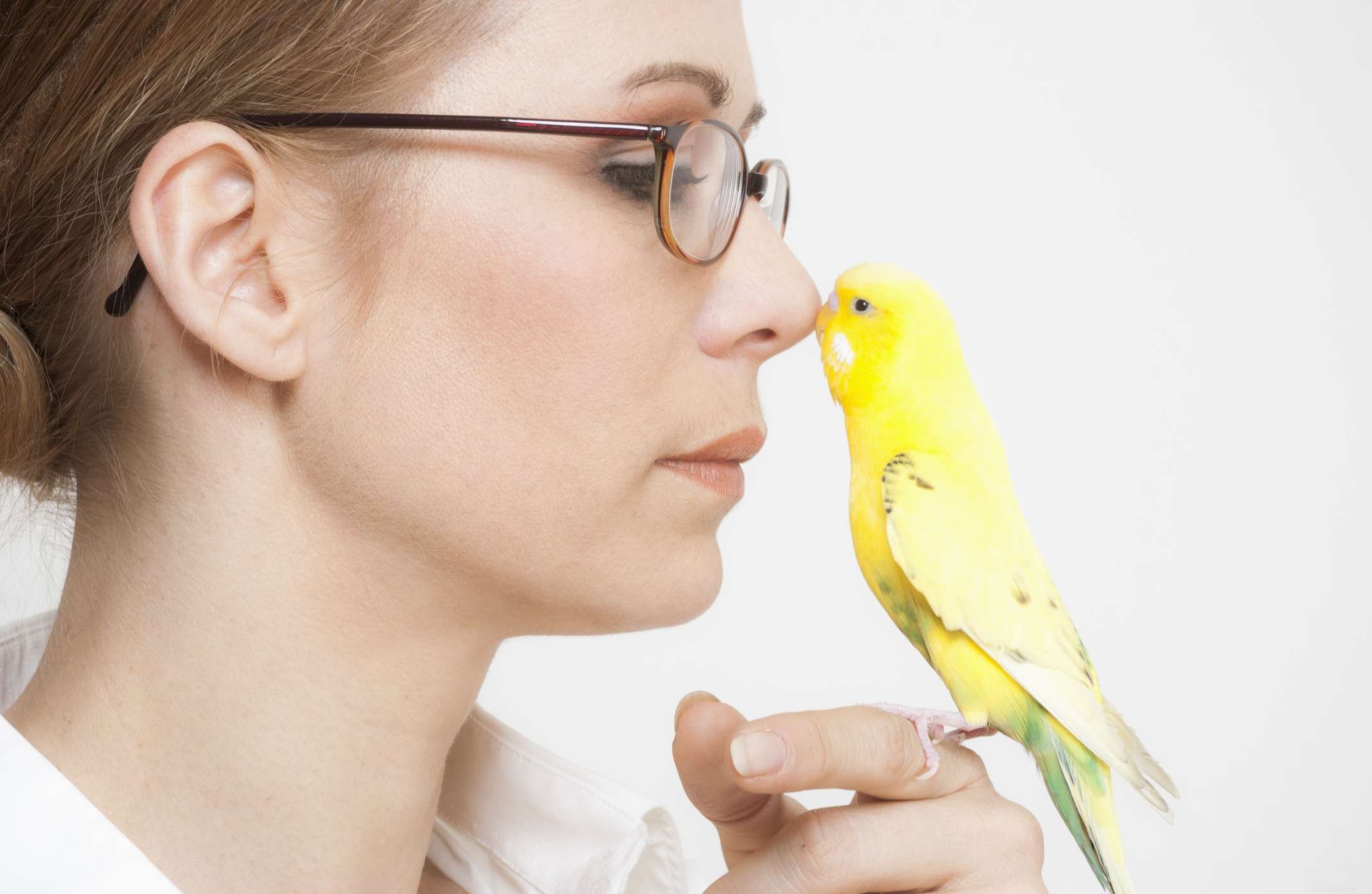 7 redenen waarom vogels geweldige metgezellen zijn voor het juiste huis