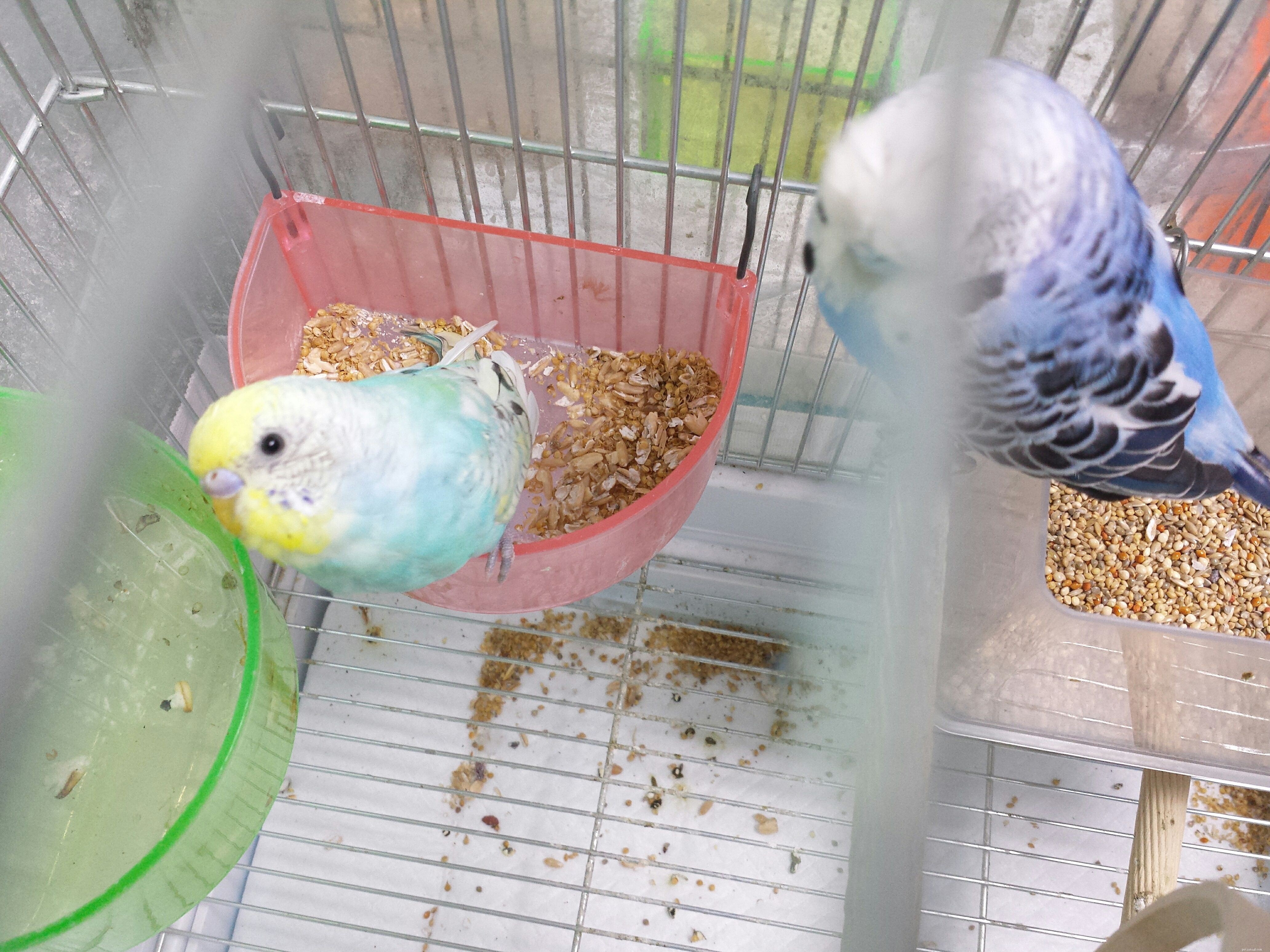 7 skäl till varför fåglar blir bra följeslagare för rätt hem