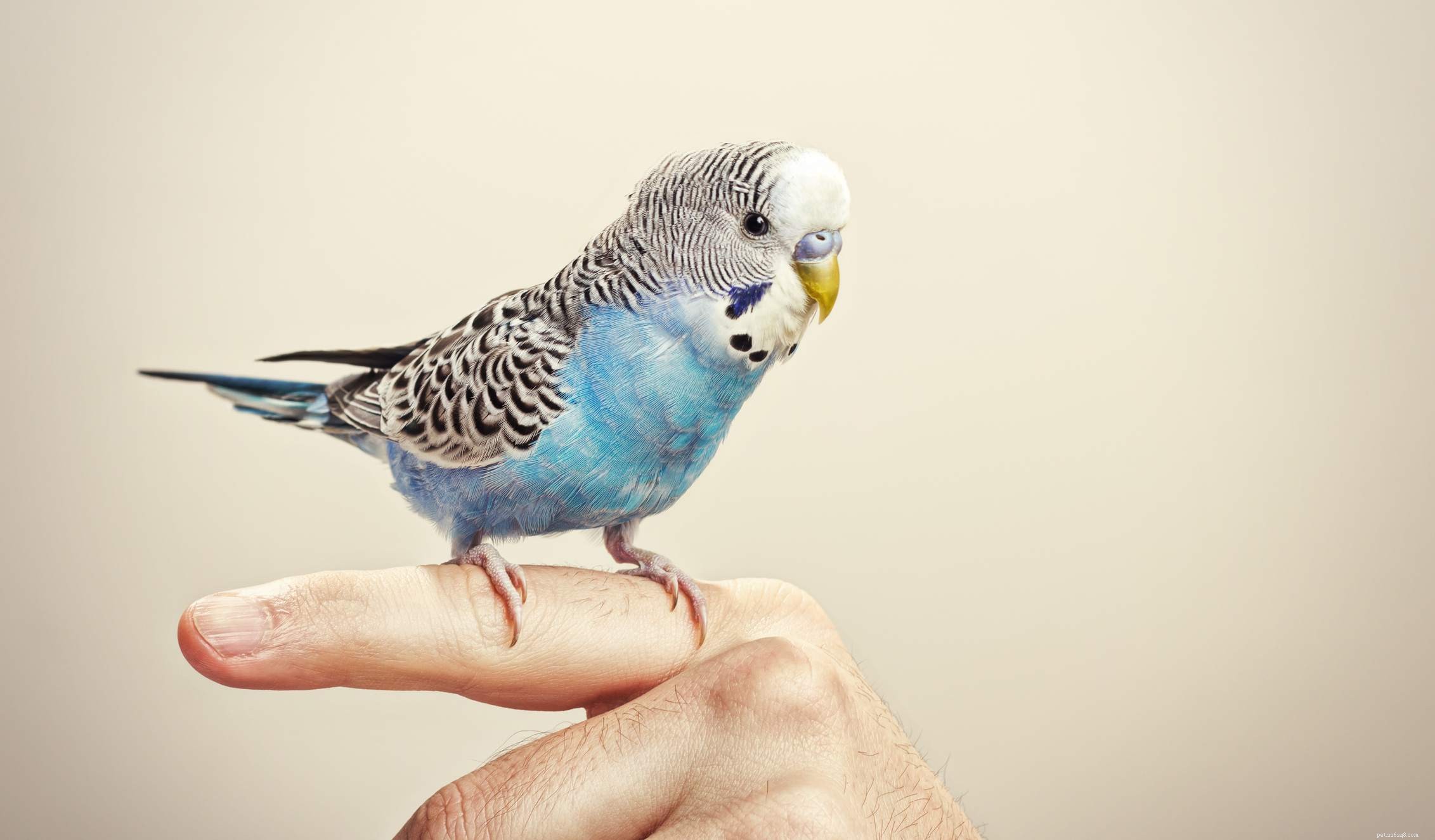 7 skäl till varför fåglar blir bra följeslagare för rätt hem